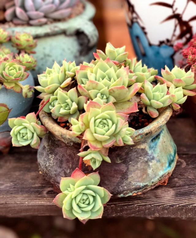 什么样的多肉老桩才值钱？怎样买老桩才不被坑