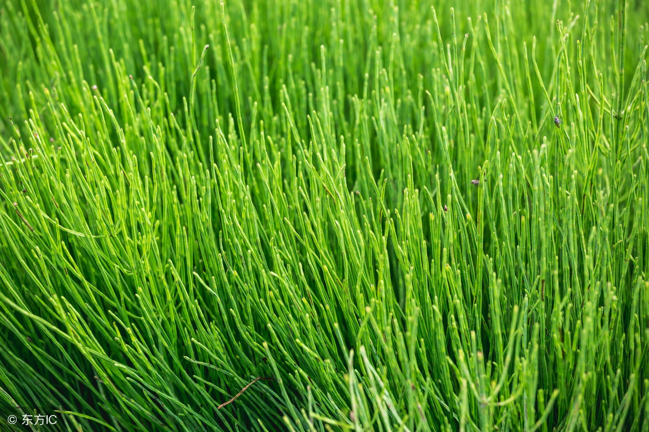 我们身边常见又叫不上名的植物,身边常见的中草药植物