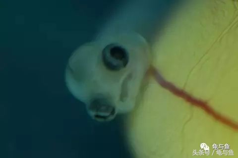 过背金龙鱼成长记录,过背金龙鱼1个月能长多少