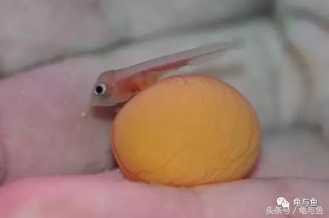 过背金龙鱼成长记录,过背金龙鱼1个月能长多少