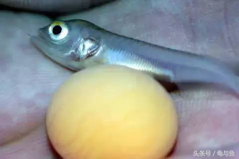 过背金龙鱼成长记录,过背金龙鱼1个月能长多少