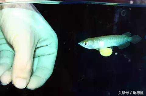 过背金龙鱼成长记录,过背金龙鱼1个月能长多少