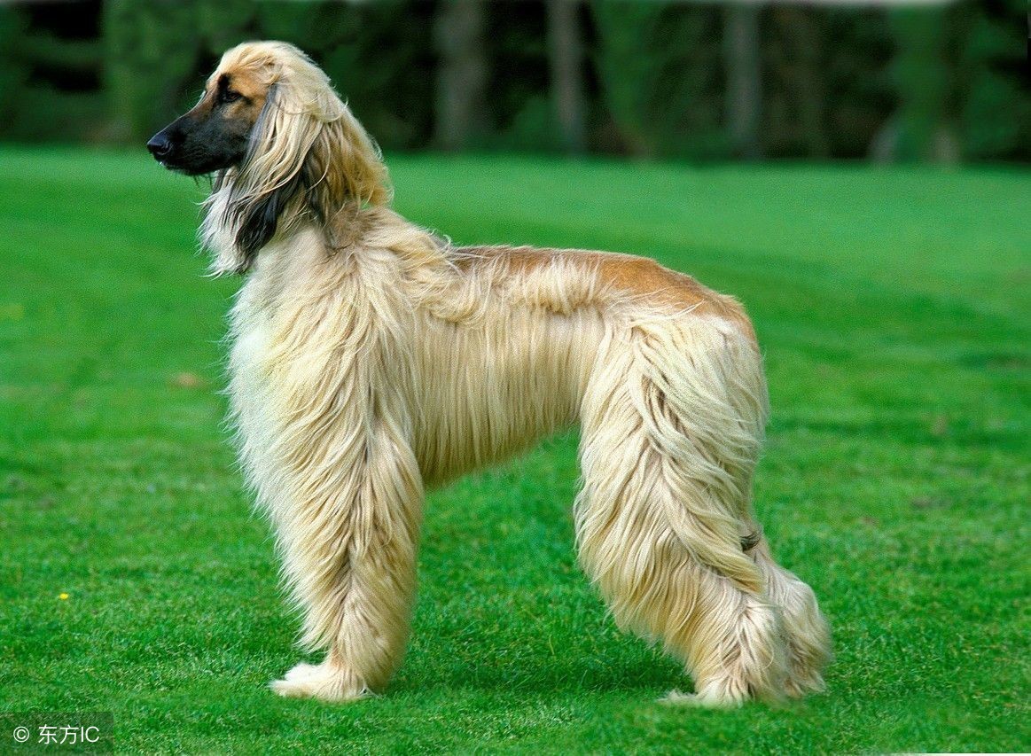 盘点那些可爱到爆的狗狗,原来狗狗也知道自己可爱