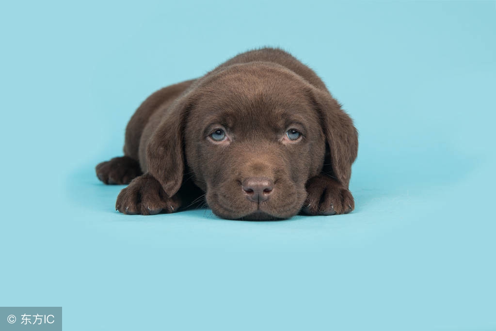 中国十大最好的狗狗是哪十个,全国十大宠物狗排名榜