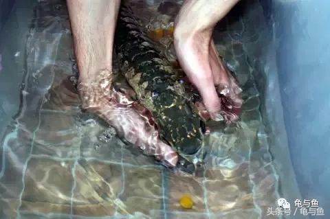 过背金龙鱼成长记录,过背金龙鱼1个月能长多少