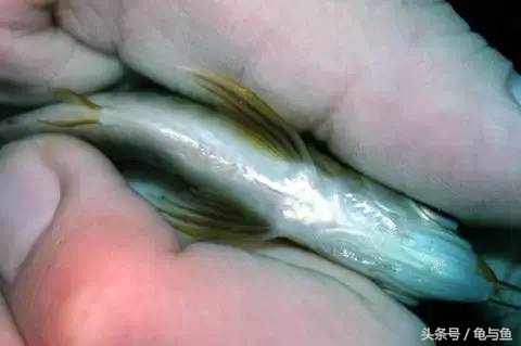 过背金龙鱼成长记录,过背金龙鱼1个月能长多少