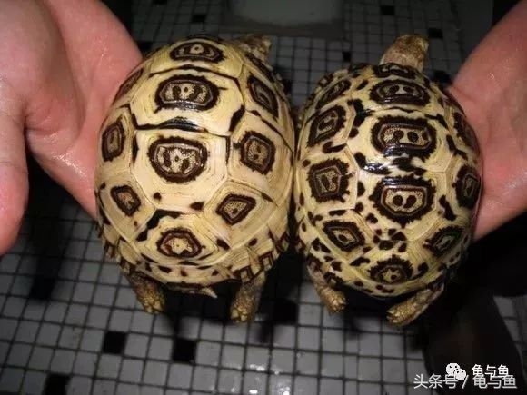 陆龟新手入门教程视频,陆龟蒙诗全集