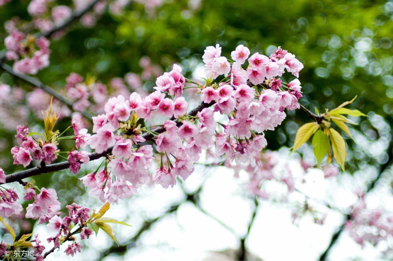厦门北离武夷山远不远,离厦门北最近的景点是哪里