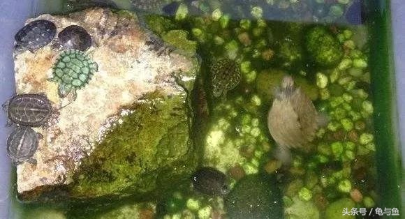 养龟绿水浑浊正常吗,绿水养龟的底层逻辑