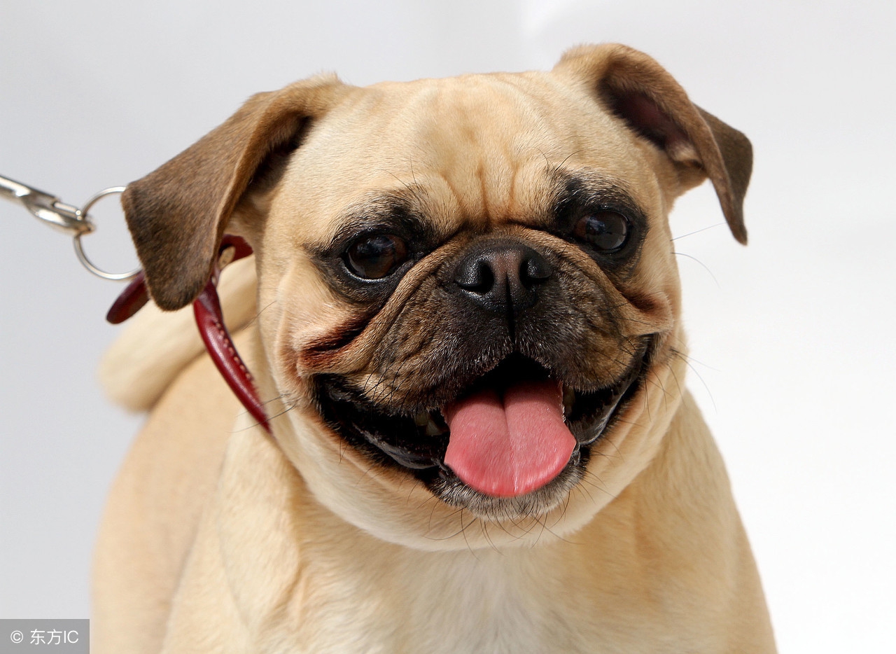 中国十大最好的狗狗是哪十个,全国十大宠物狗排名榜