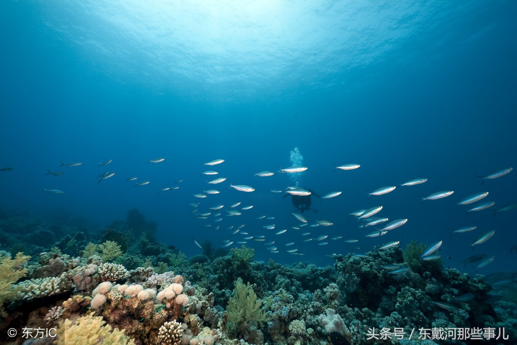 绥中东戴河碣石国家级海洋公园,绥中县东戴河新区