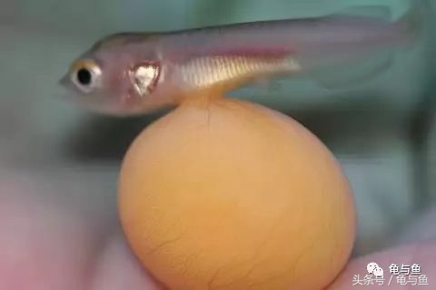 过背金龙鱼成长记录,过背金龙鱼1个月能长多少