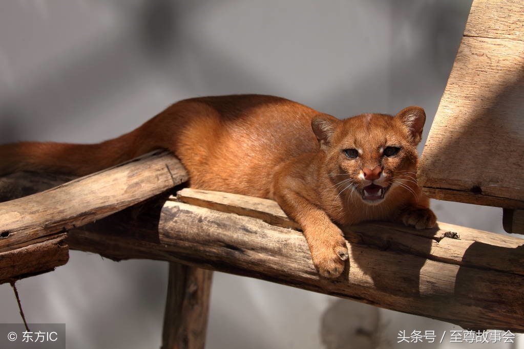 民间故事黄仙救命,民间故事黄大仙索命