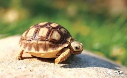 陆龟新手入门教程视频,陆龟蒙诗全集