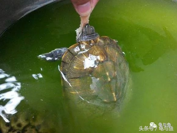 养龟绿水浑浊正常吗,绿水养龟的底层逻辑