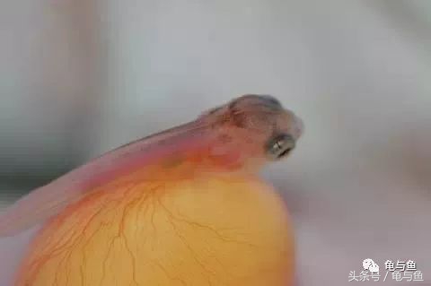 过背金龙鱼成长记录,过背金龙鱼1个月能长多少