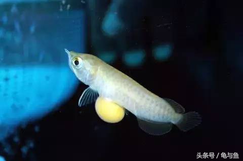 过背金龙鱼成长记录,过背金龙鱼1个月能长多少