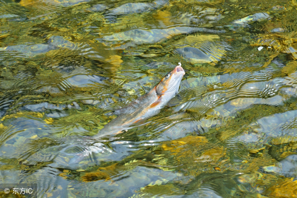 鲫鱼避免小杂鱼闹窝调漂最佳方法,野钓罗非小杂鱼闹窝太严重怎么办