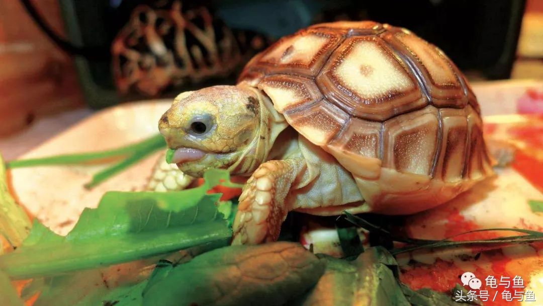 陆龟新手入门教程视频,陆龟蒙诗全集