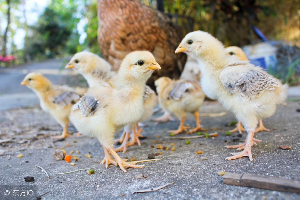 小鸡应该怎么饲养?你看他这样饲养对吗?