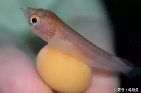 过背金龙鱼成长记录,过背金龙鱼1个月能长多少