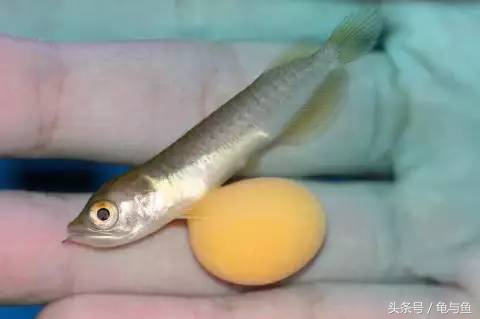 过背金龙鱼成长记录,过背金龙鱼1个月能长多少