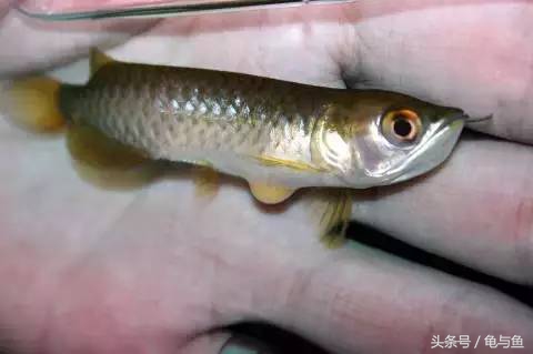 过背金龙鱼成长记录,过背金龙鱼1个月能长多少