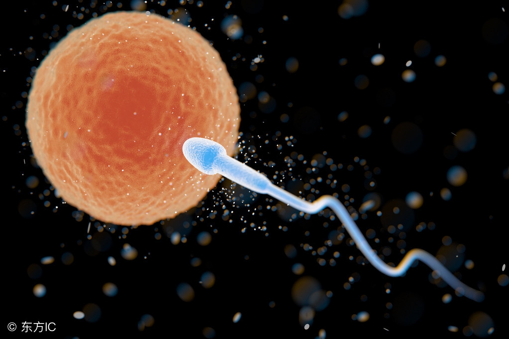 排卵期后如何有利于着床,排卵期后注意什么有助于受孕着床