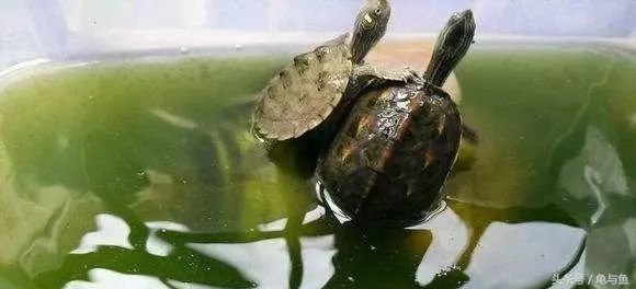养龟绿水浑浊正常吗,绿水养龟的底层逻辑