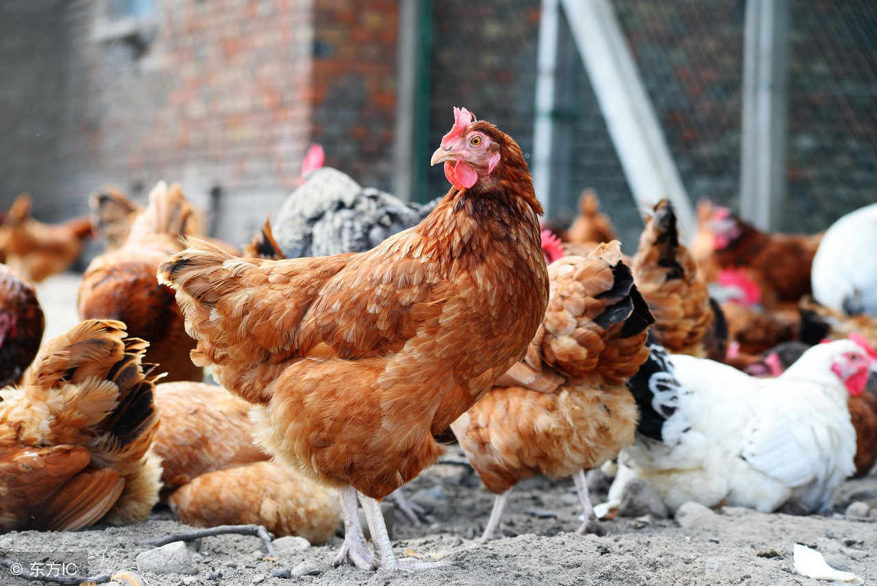科学养鸡100个常识,养鸡要注意这三个套路