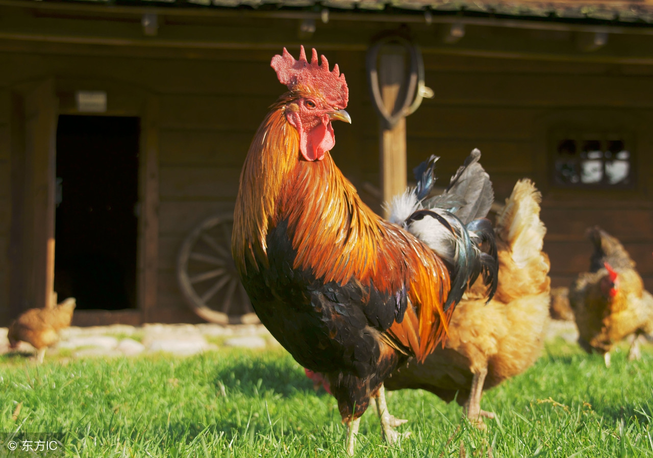 鸡怎样养肉质好,鸡怎么养才长得快视频