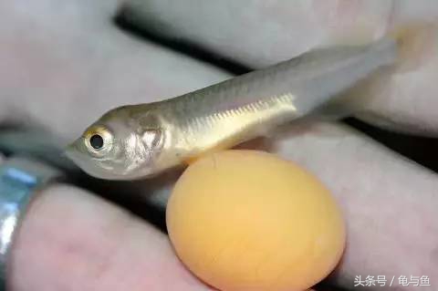 过背金龙鱼成长记录,过背金龙鱼1个月能长多少