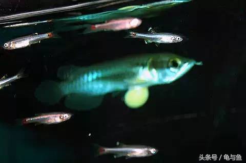 过背金龙鱼成长记录,过背金龙鱼1个月能长多少