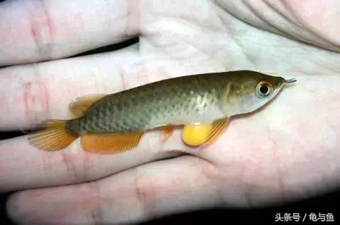 过背金龙鱼成长记录,过背金龙鱼1个月能长多少