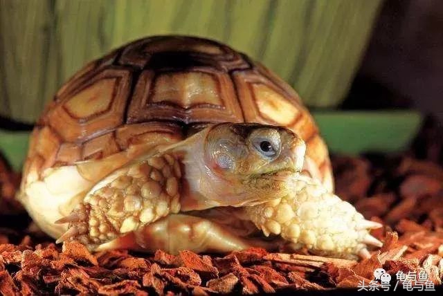四爪陆龟的正确养法,苏卡达陆龟和赫尔曼陆龟啥样子