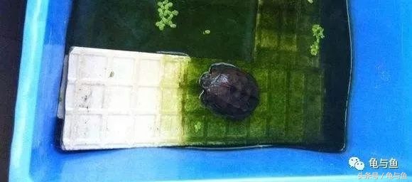 养龟绿水浑浊正常吗,绿水养龟的底层逻辑