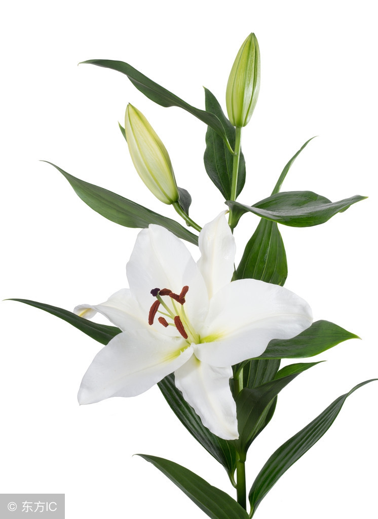 百合虫害,百合虫害一览表