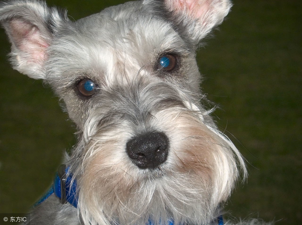 盘点那些可爱到爆的狗狗,原来狗狗也知道自己可爱