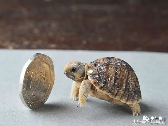 陆龟新手入门教程视频,陆龟蒙诗全集