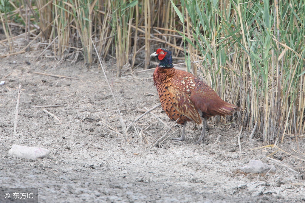 养1000只山鸡要多少成本,为什么养土鸡不赚钱