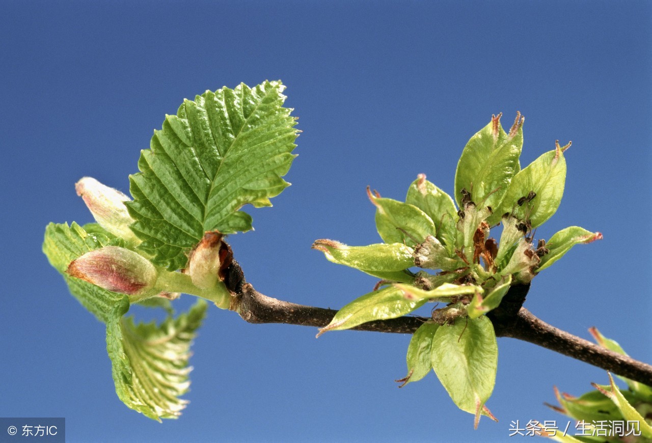 要想有出息凡事靠自己,要想有出息头上必须戴点绿