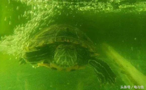 养龟绿水浑浊正常吗,绿水养龟的底层逻辑