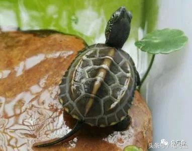 养龟十大禁忌属相,深水养龟十大排行榜