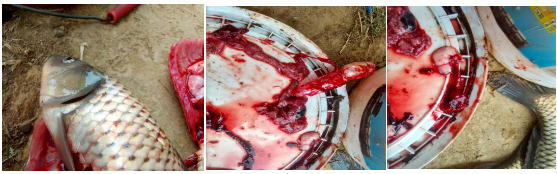 鲤鱼急性烂鳍症状图片,鲤鱼烂鳃病是什么样的