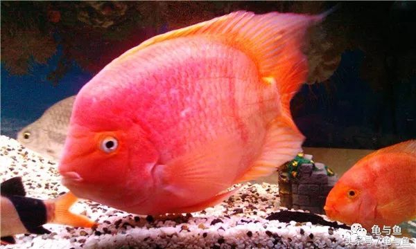 鹦鹉鱼和财神鹦鹉鱼的区别,起头鹦鹉鱼介绍
