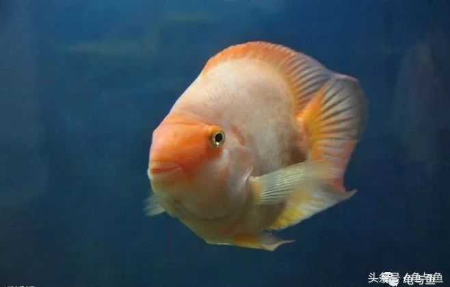 鹦鹉鱼的饲养技巧与方法大全,迷你鹦鹉鱼的饲养环境怎么样
