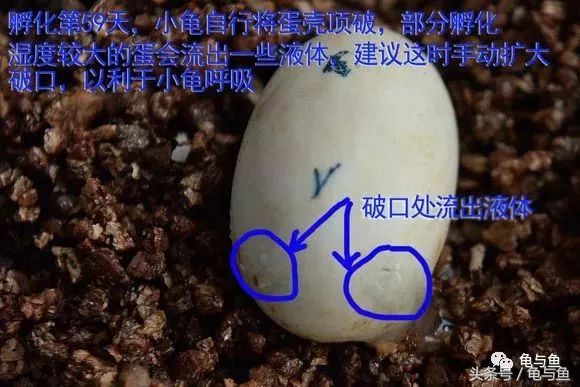 草龟刚从蛋孵化出来怎么养,草龟产蛋自然孵化条件