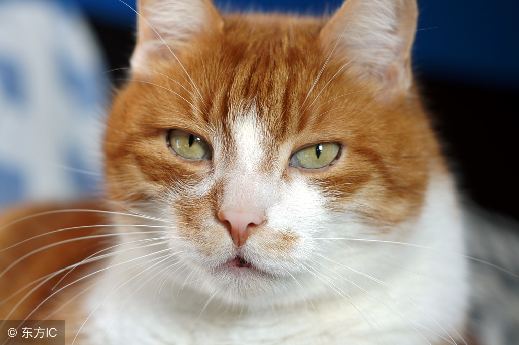 蚊子为什么咬o型血的人呢,蚊子咬人和o型血什么关系