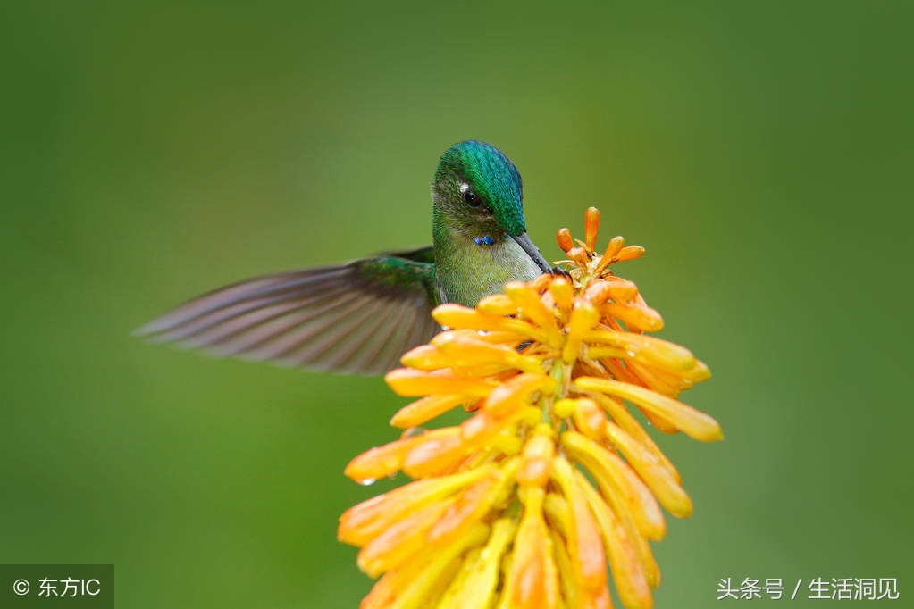 要想有出息凡事靠自己,要想有出息头上必须戴点绿