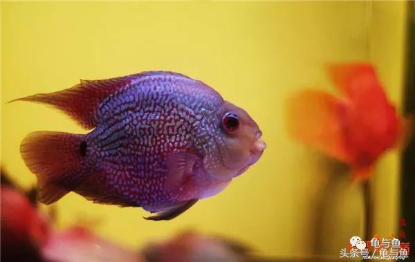 鹦鹉鱼和财神鹦鹉鱼的区别,起头鹦鹉鱼介绍